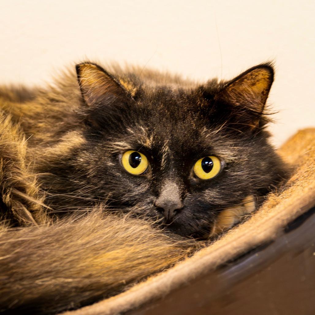 Clementine, Adoptable, Adult Female Domestic Long Hair.