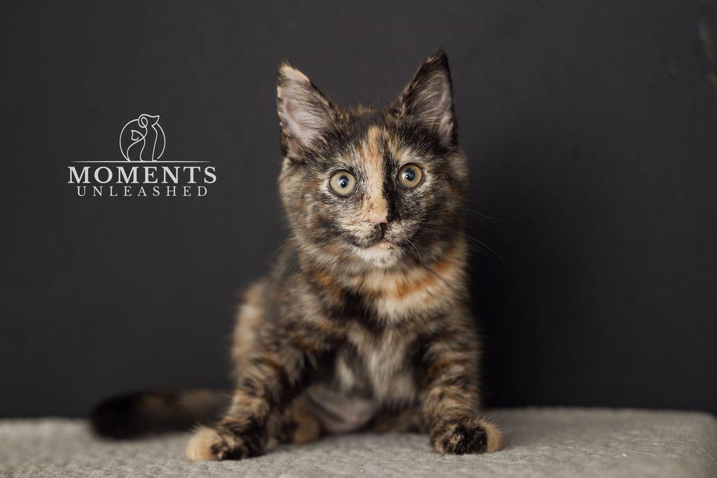 Enlarge Quesadilla , an adopted Domestic Short Hair in Myakka City, FL image 2/3