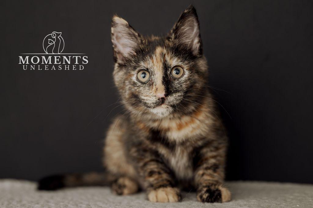 Enlarge Quesadilla , an adopted Domestic Short Hair in Myakka City, FL image 3/3