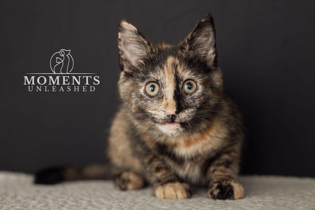 Enlarge Quesadilla , an adopted Domestic Short Hair in Myakka City, FL image 1/3