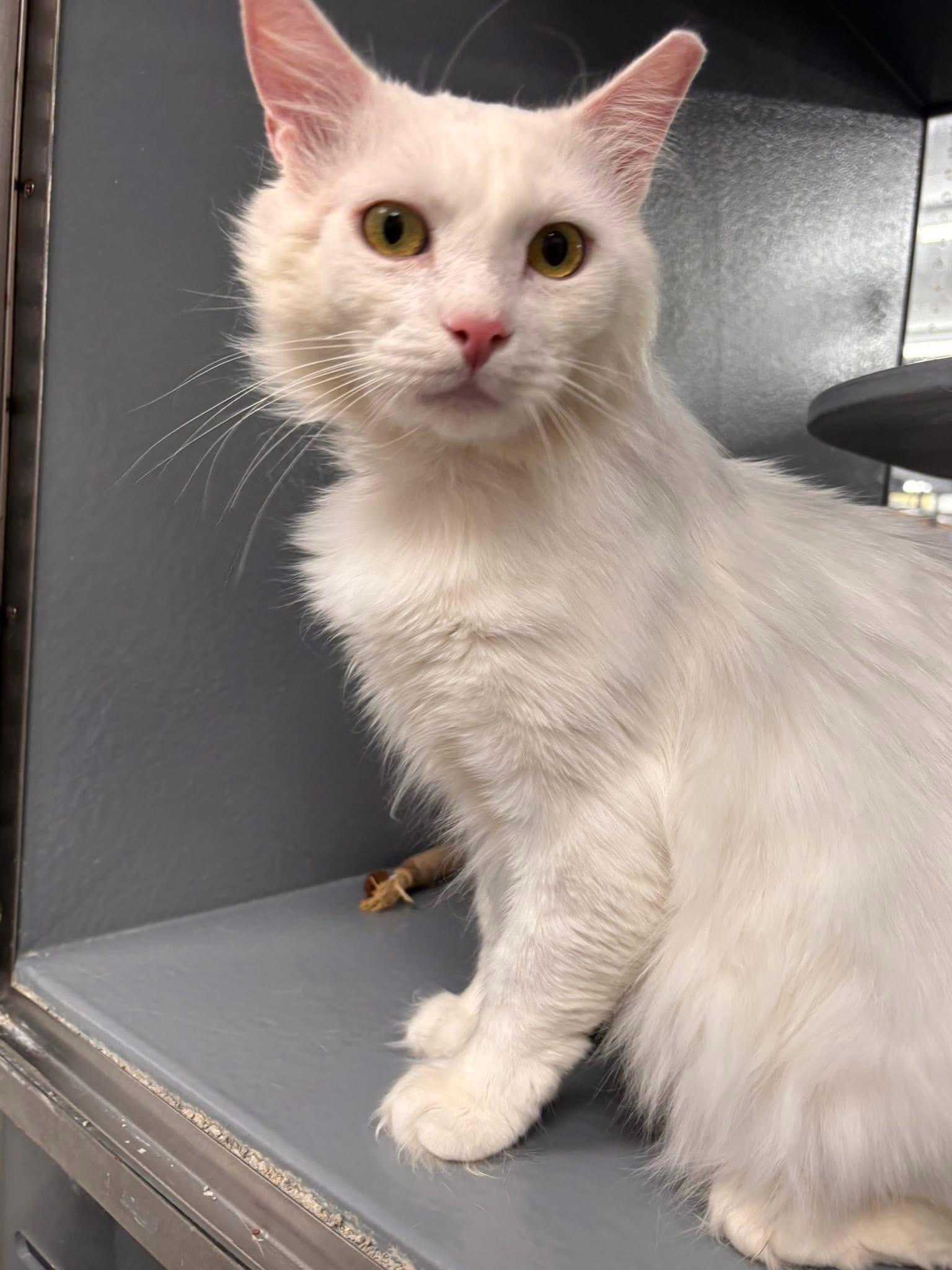 Snow, ADOPTABLE, Young Male Domestic Short Hair.