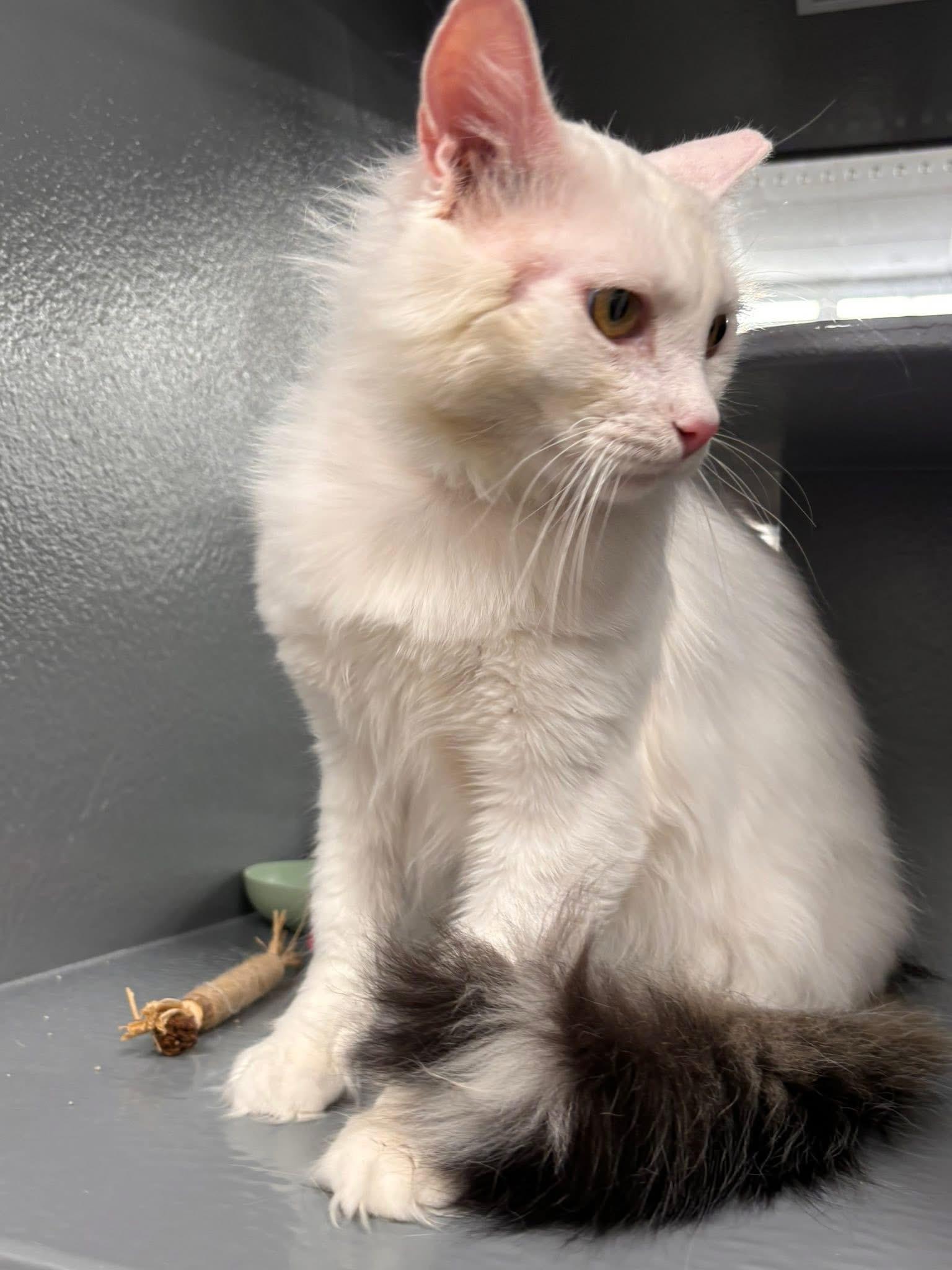 Enlarge Snow, a ADOPTABLE Domestic Short Hair in Staten Island, NY image 4/6