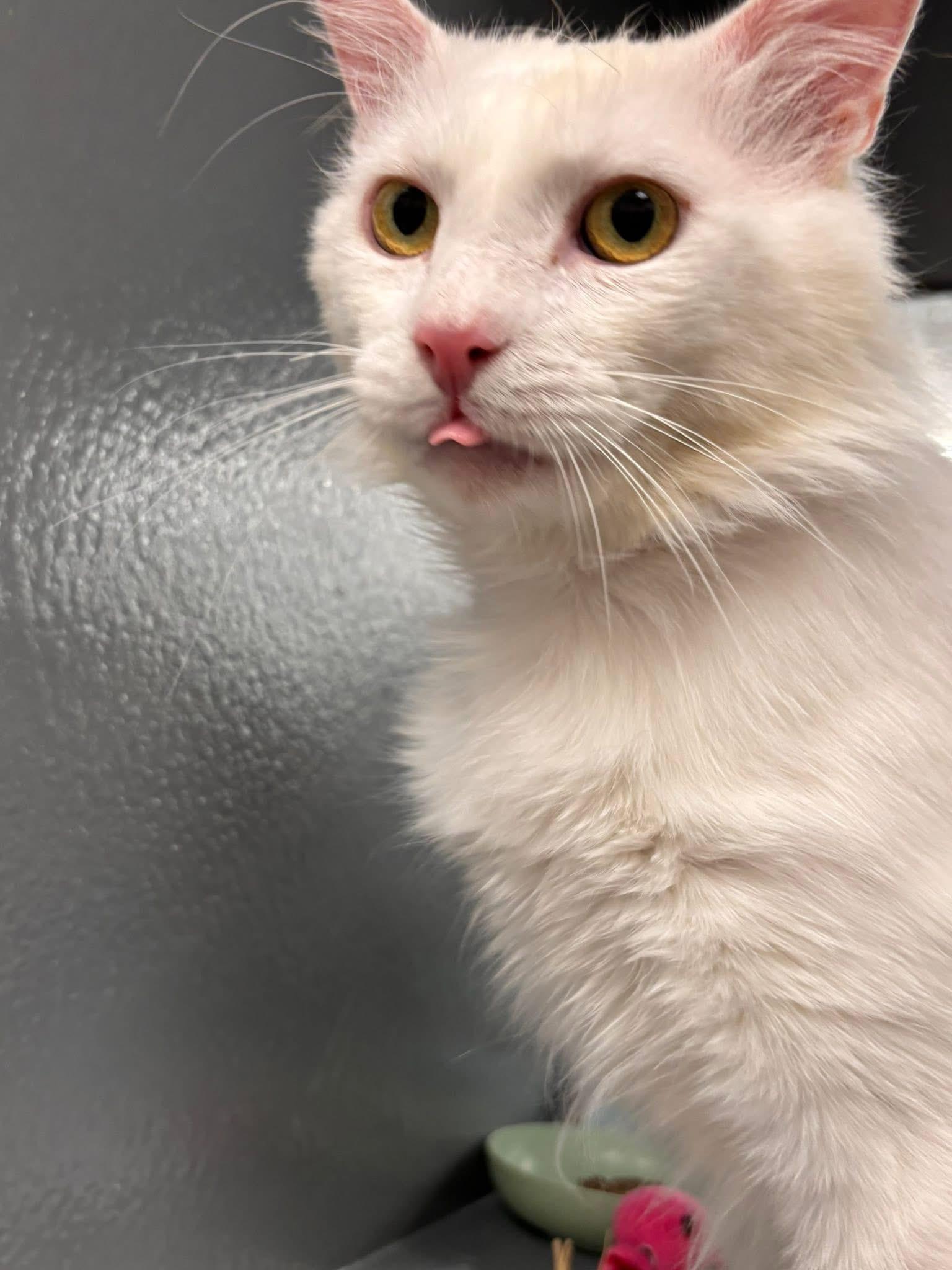 Enlarge Snow, a ADOPTABLE Domestic Short Hair in Staten Island, NY image 5/6
