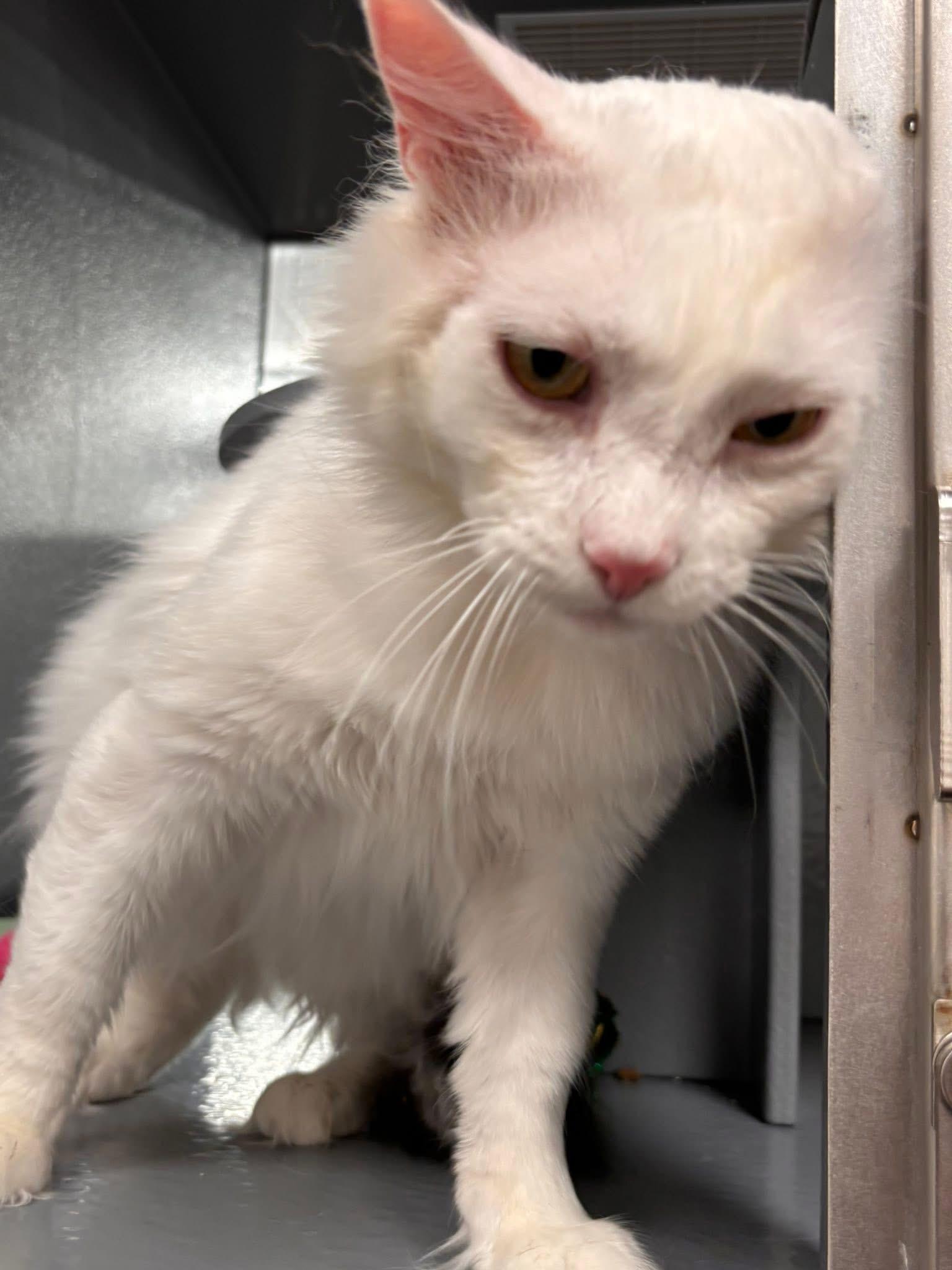 Enlarge Snow, a ADOPTABLE Domestic Short Hair in Staten Island, NY image 6/6
