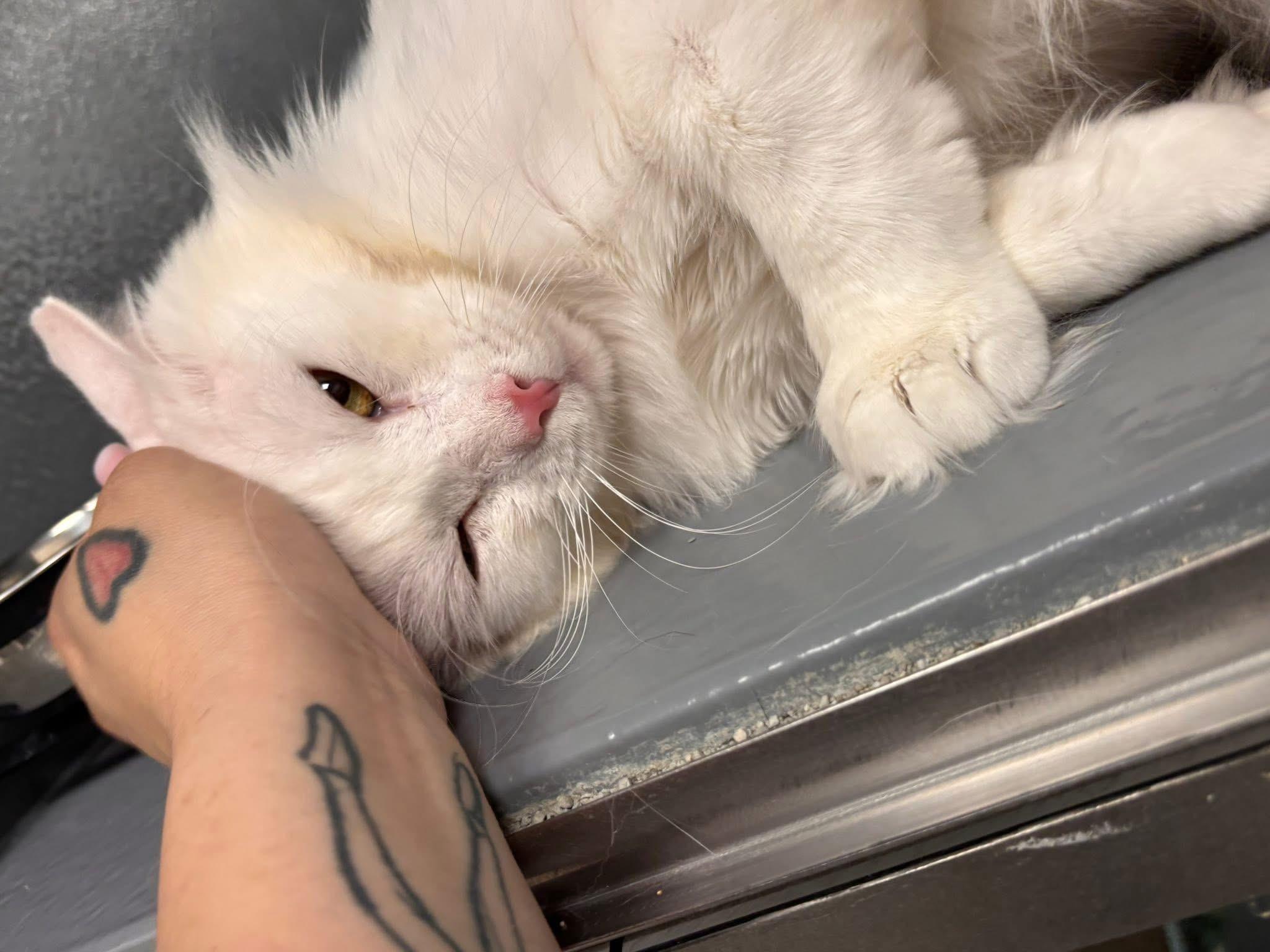 Enlarge Snow, a ADOPTABLE Domestic Short Hair in Staten Island, NY image 2/6