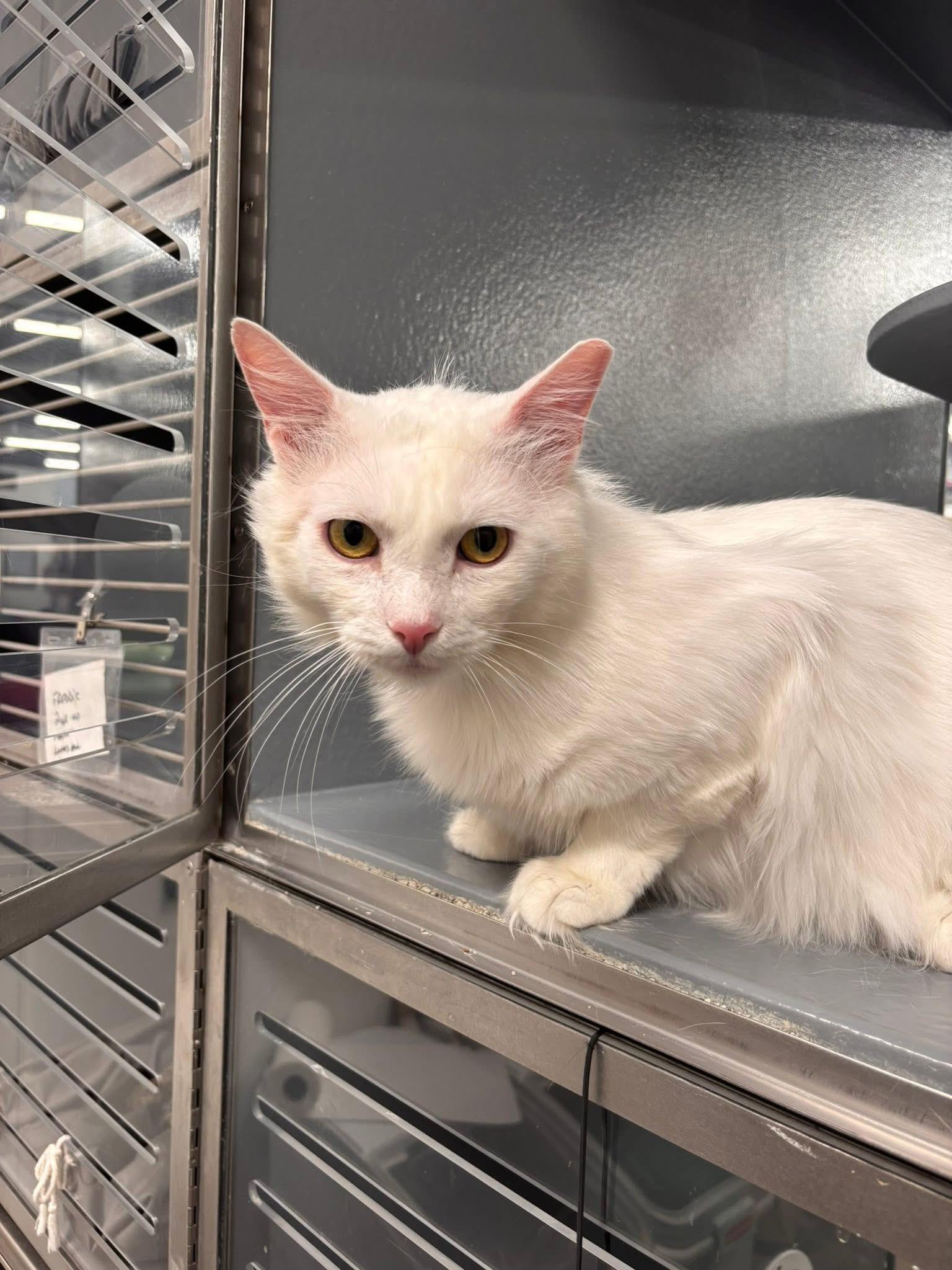 Enlarge Snow, a ADOPTABLE Domestic Short Hair in Staten Island, NY image 3/6