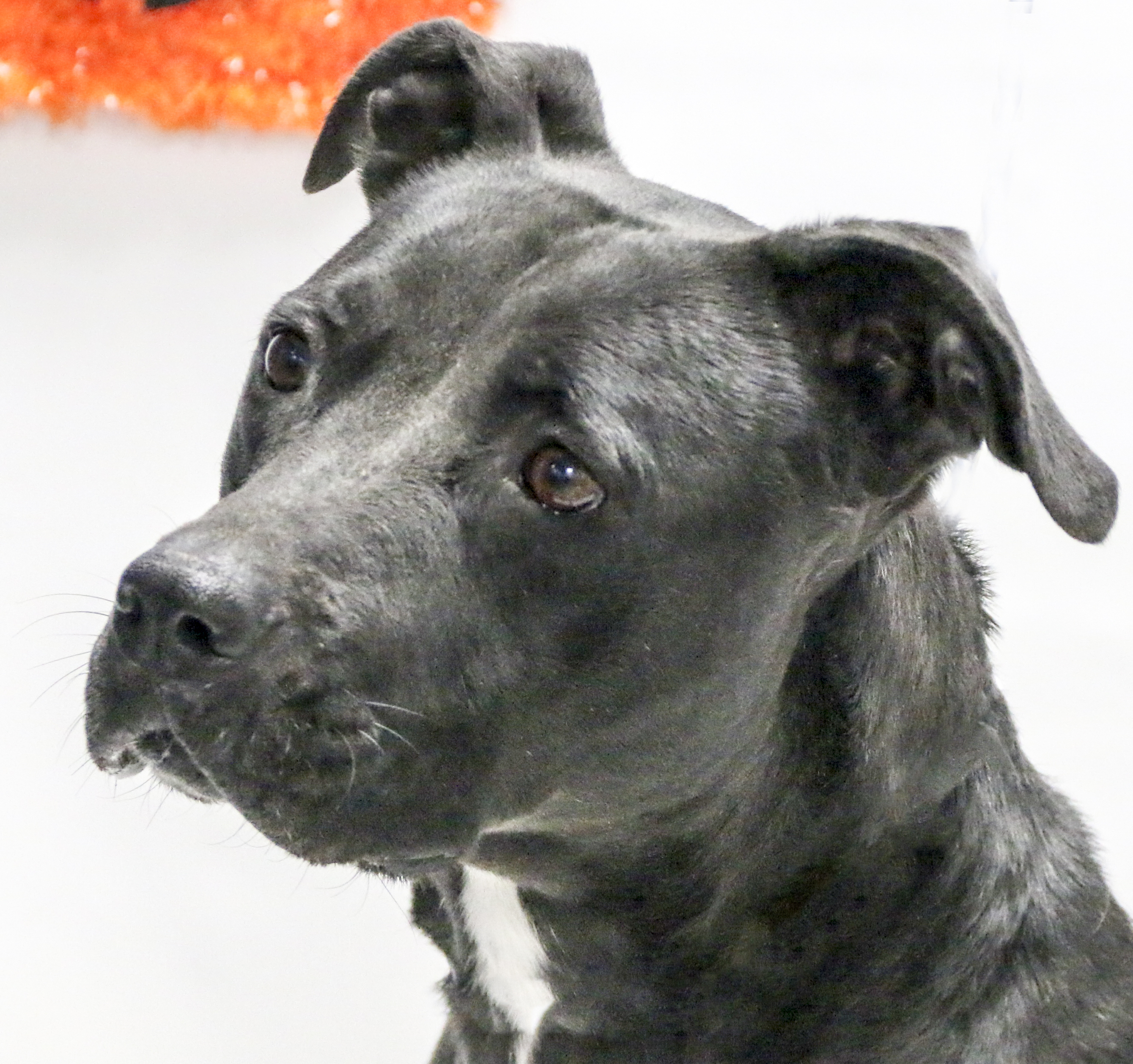 Enlarge Cher, a Adoptable mixed breed in Casa Grande, AZ image 3/11