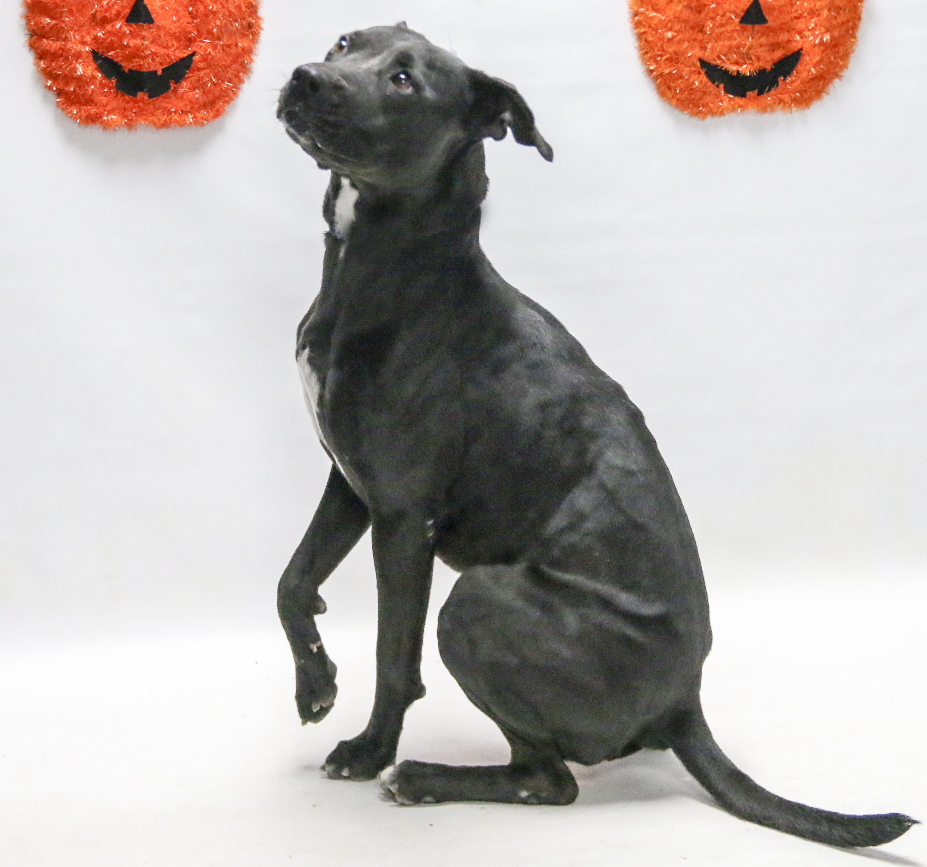 Enlarge Cher, a Adoptable mixed breed in Casa Grande, AZ image 4/11