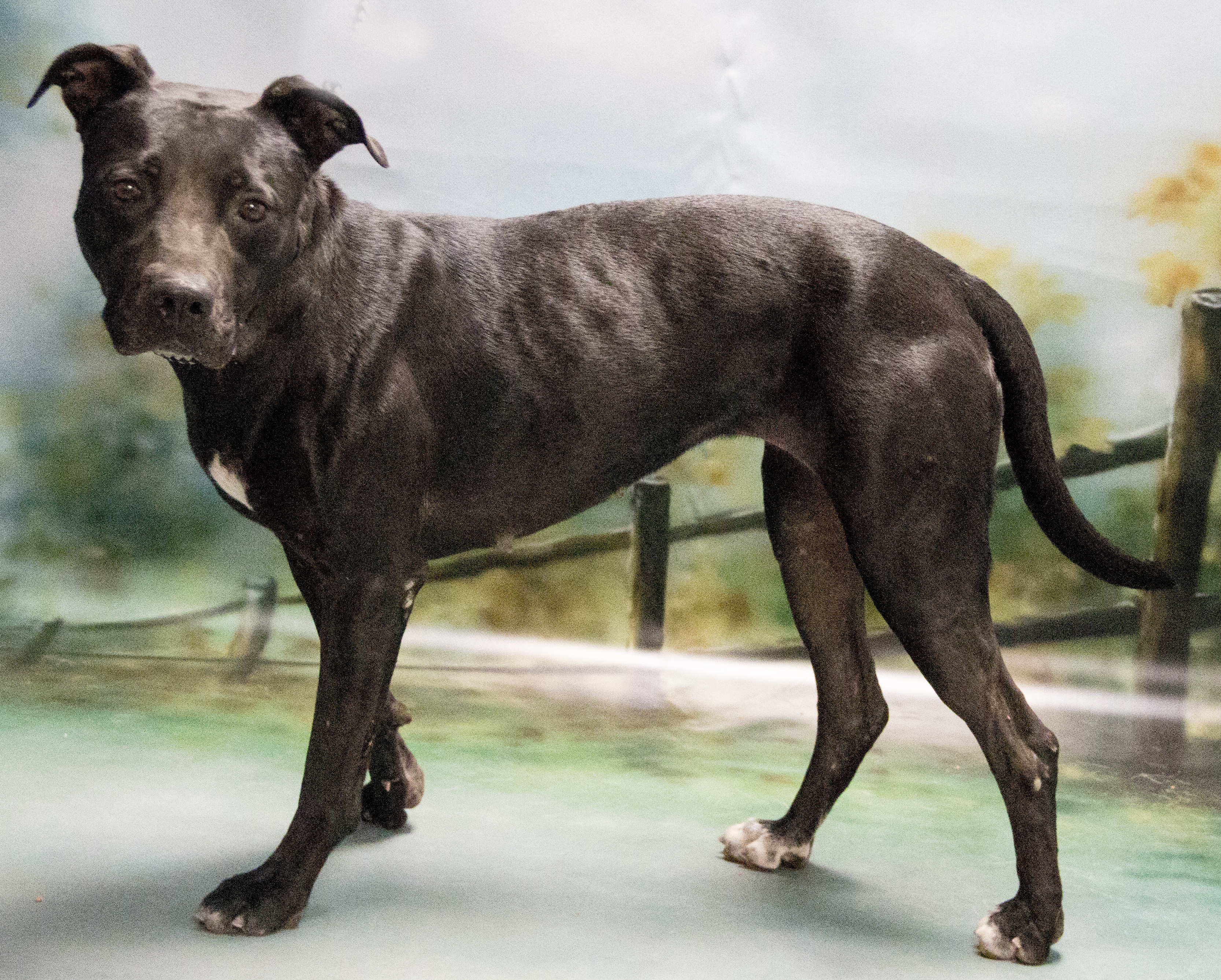 Enlarge Cher, a Adoptable mixed breed in Casa Grande, AZ image 5/11