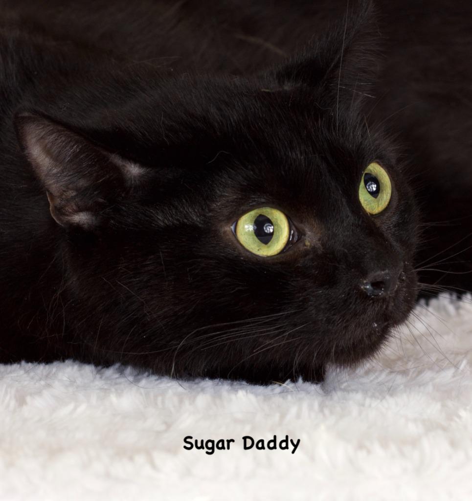 Enlarge Sugar Daddy, a Adoptable mixed breed in Gilbert, AZ image 1/2