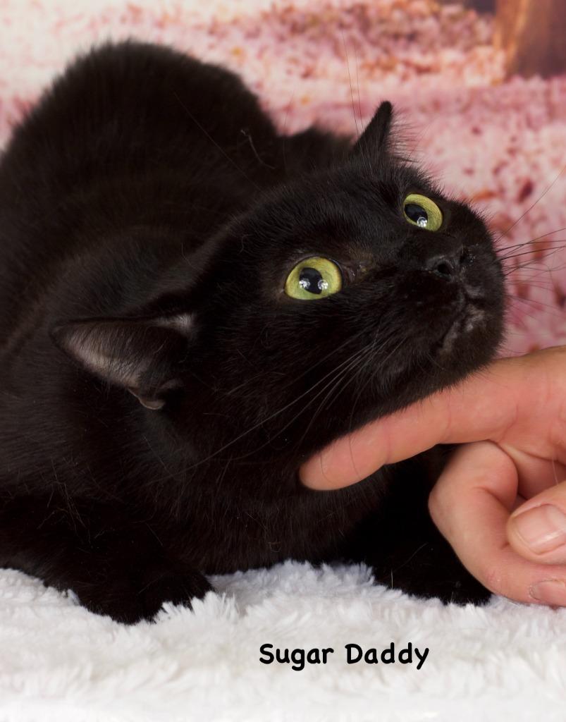 Enlarge Sugar Daddy, a Adoptable mixed breed in Gilbert, AZ image 2/2