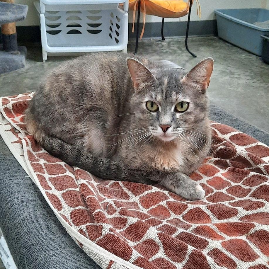 Daisy, ADOPTABLE, Young Female Domestic Short Hair.