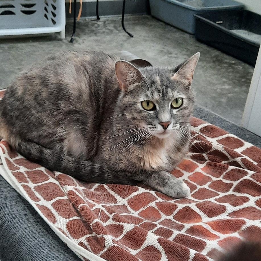 Enlarge Daisy, a ADOPTABLE mixed breed in Metropolis, IL image 2/2