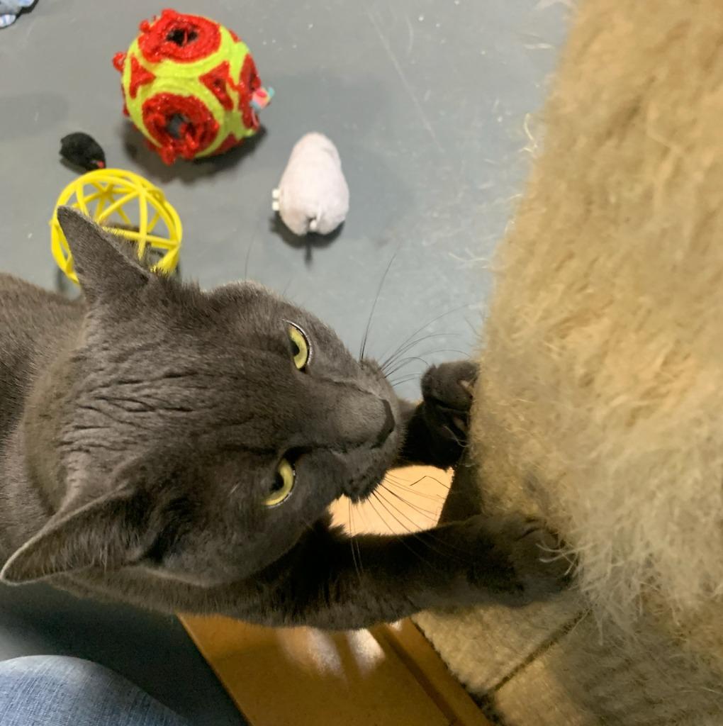 Kayla — thumbnail 5