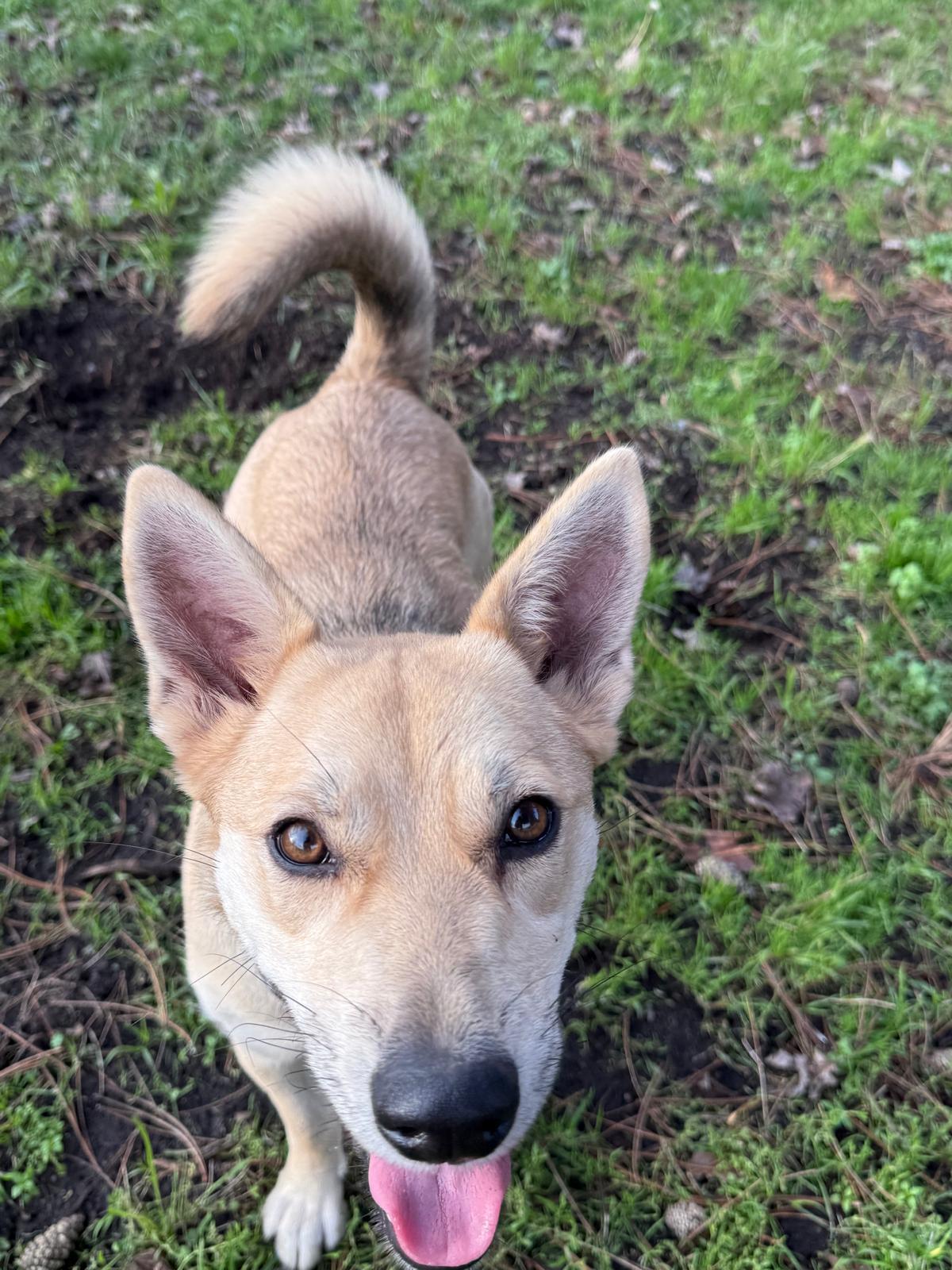 Lily, a Adoptable mixed breed in Vancouver, BC image 1/4