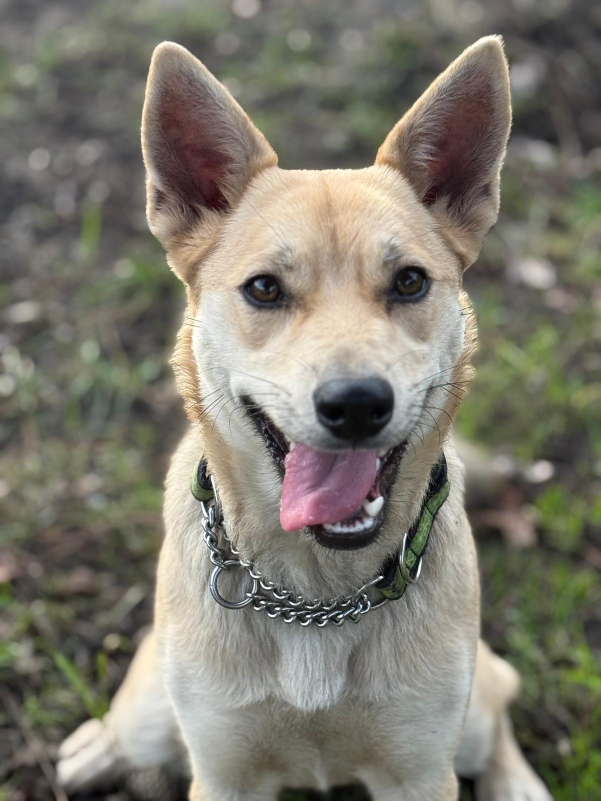 Lily, a Adoptable mixed breed in Vancouver, BC image 2/4