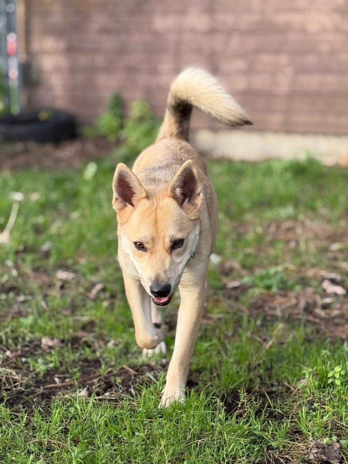 Lily, a Adoptable mixed breed in Vancouver, BC image 3/4