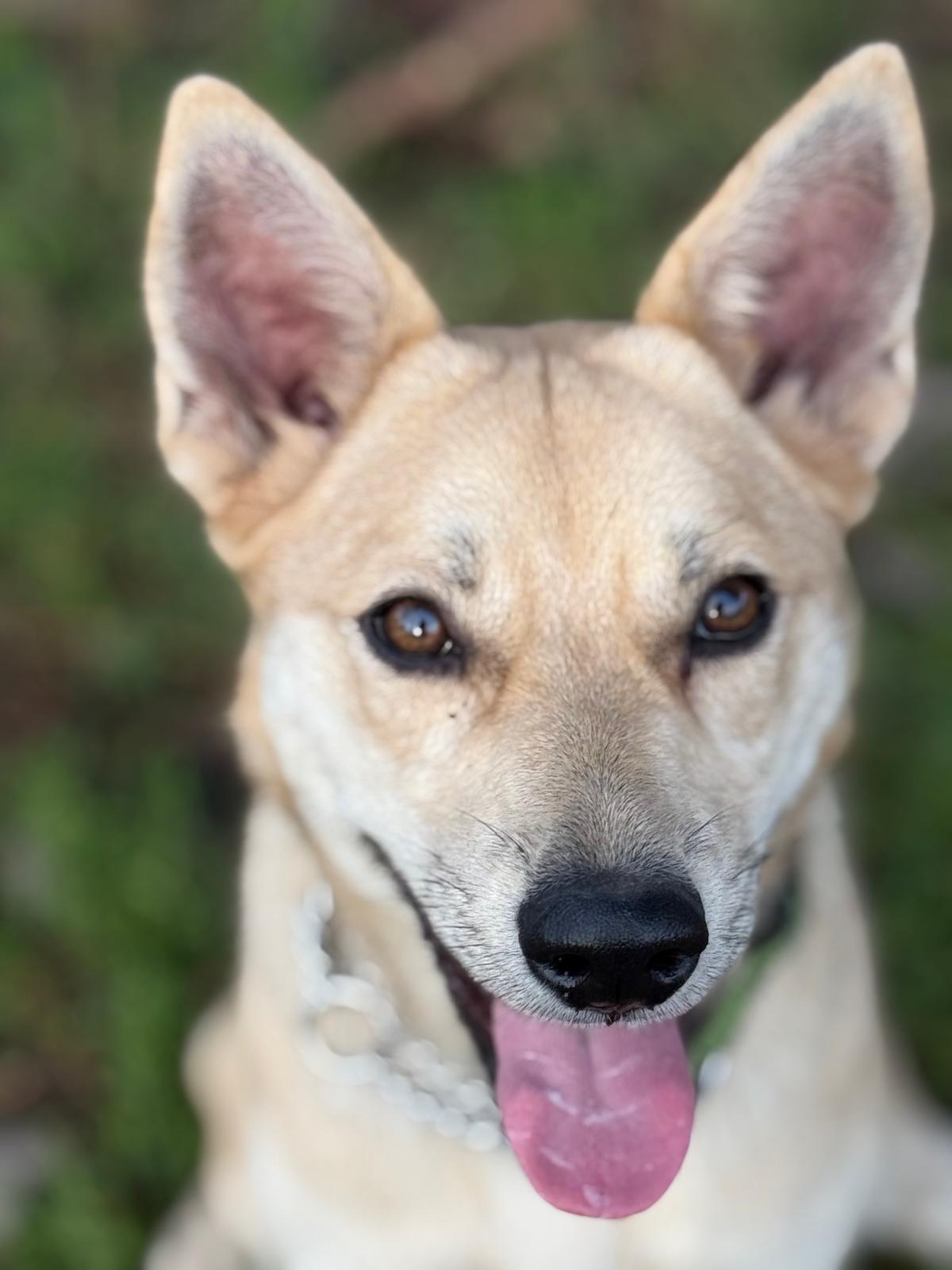 Lily, a Adoptable mixed breed in Vancouver, BC image 4/4