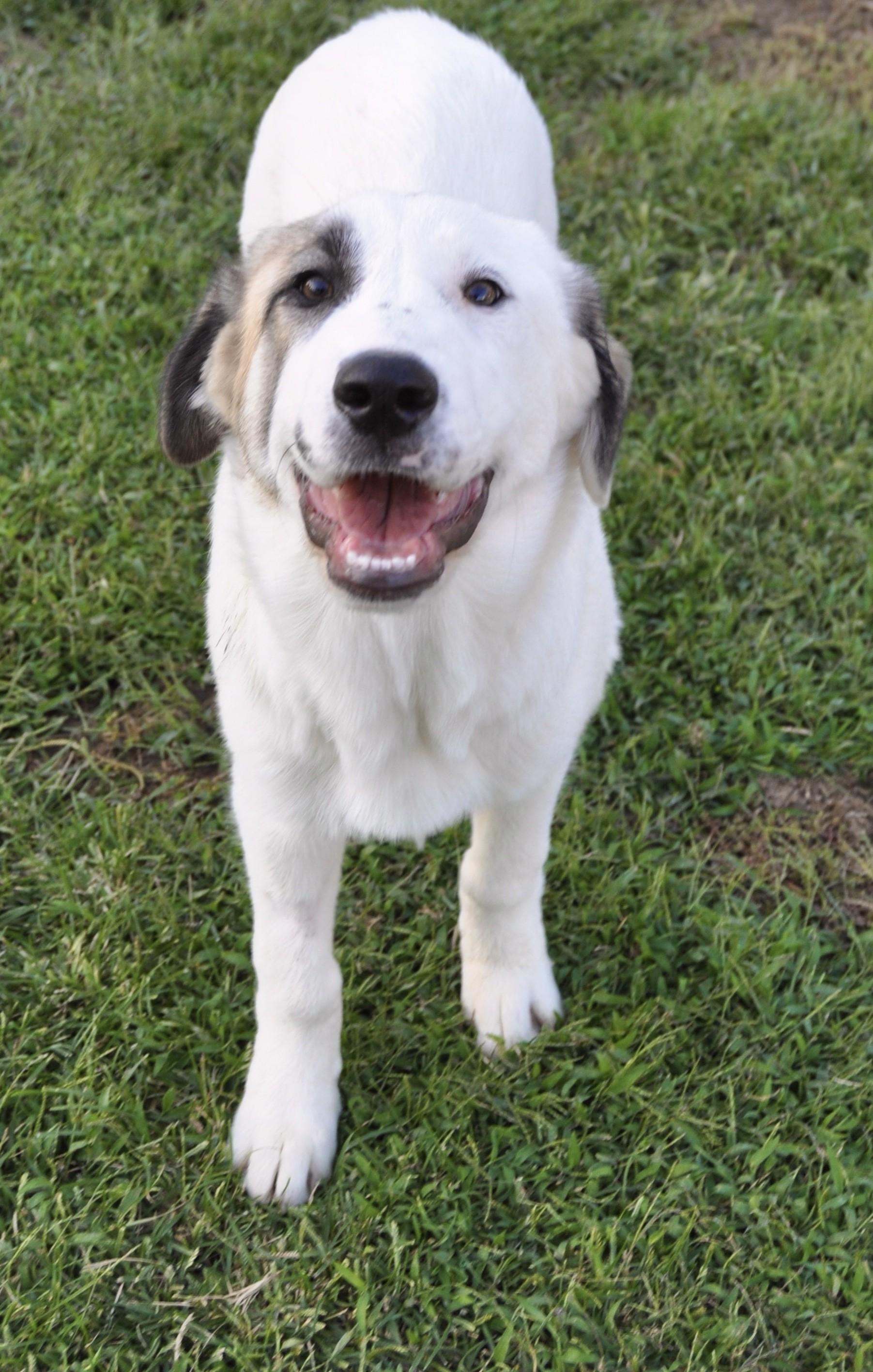 FERGIE, adopted, Puppy Female Great Pyrenees.