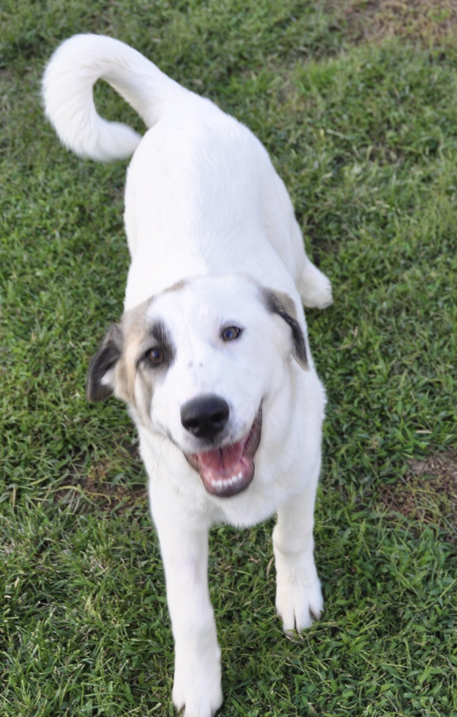 Enlarge FERGIE, an adopted Great Pyrenees in Granite Bay, CA image 2/3