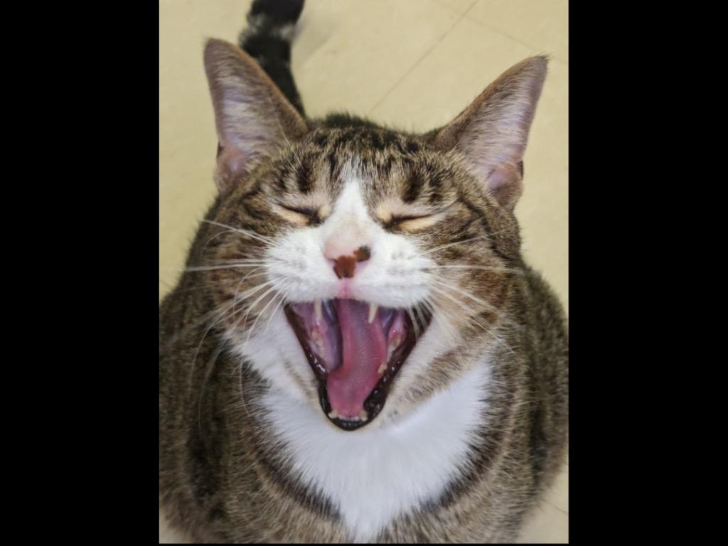 Enlarge Buddy, a Adopted Domestic Short Hair in Muskegon, MI image 1/6