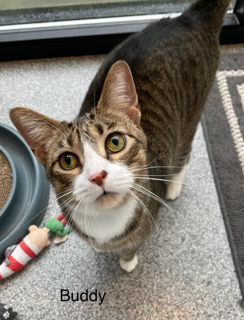 Enlarge Buddy, a Adopted Domestic Short Hair in Muskegon, MI image 2/6