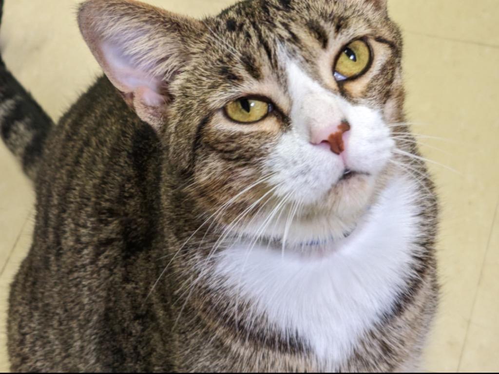 Enlarge Buddy, a Adopted Domestic Short Hair in Muskegon, MI image 3/6