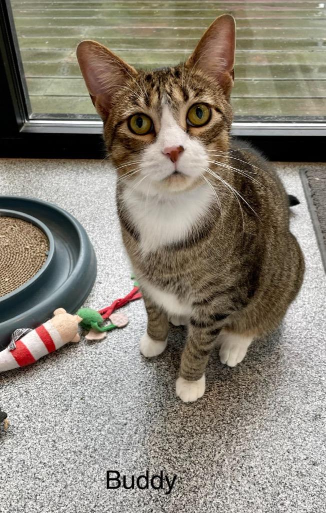 Enlarge Buddy, a Adopted Domestic Short Hair in Muskegon, MI image 5/6