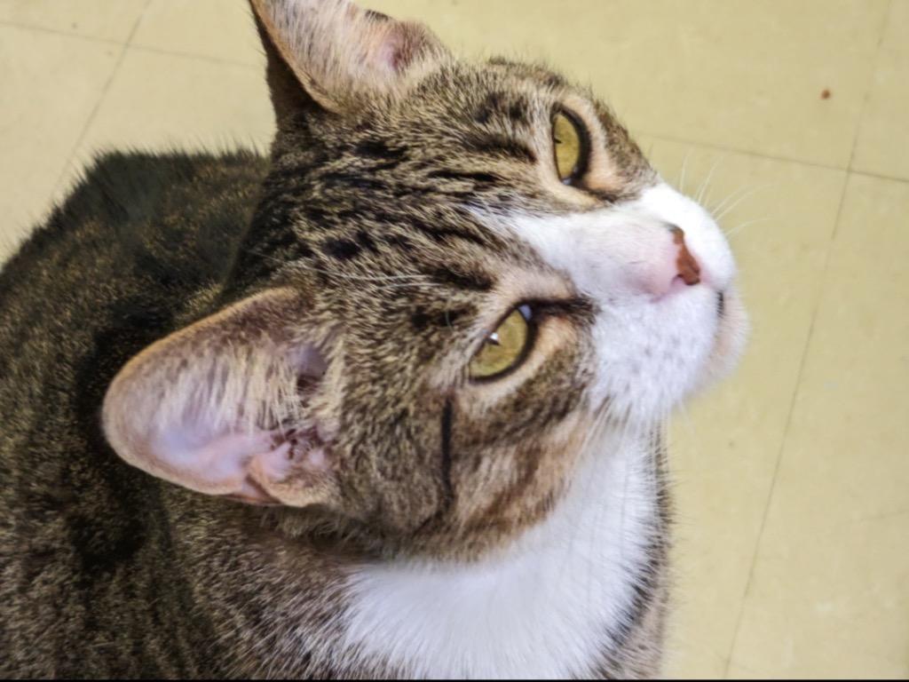 Enlarge Buddy, a Adopted Domestic Short Hair in Muskegon, MI image 6/6