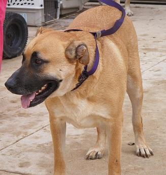 Enlarge Winston, a Adoptable mixed breed in Floresville, TX image 1/3