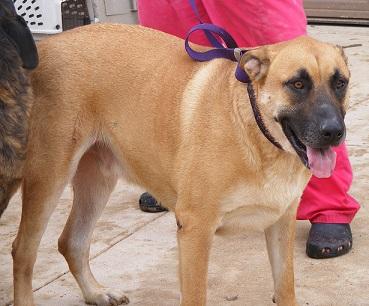 Enlarge Winston, a Adoptable mixed breed in Floresville, TX image 2/3