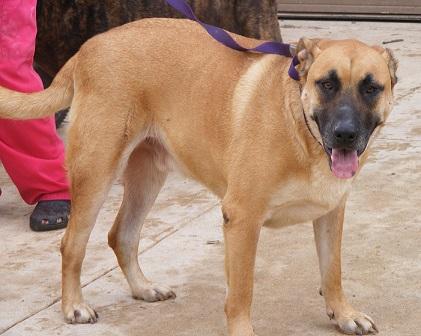 Enlarge Winston, a Adoptable mixed breed in Floresville, TX image 3/3