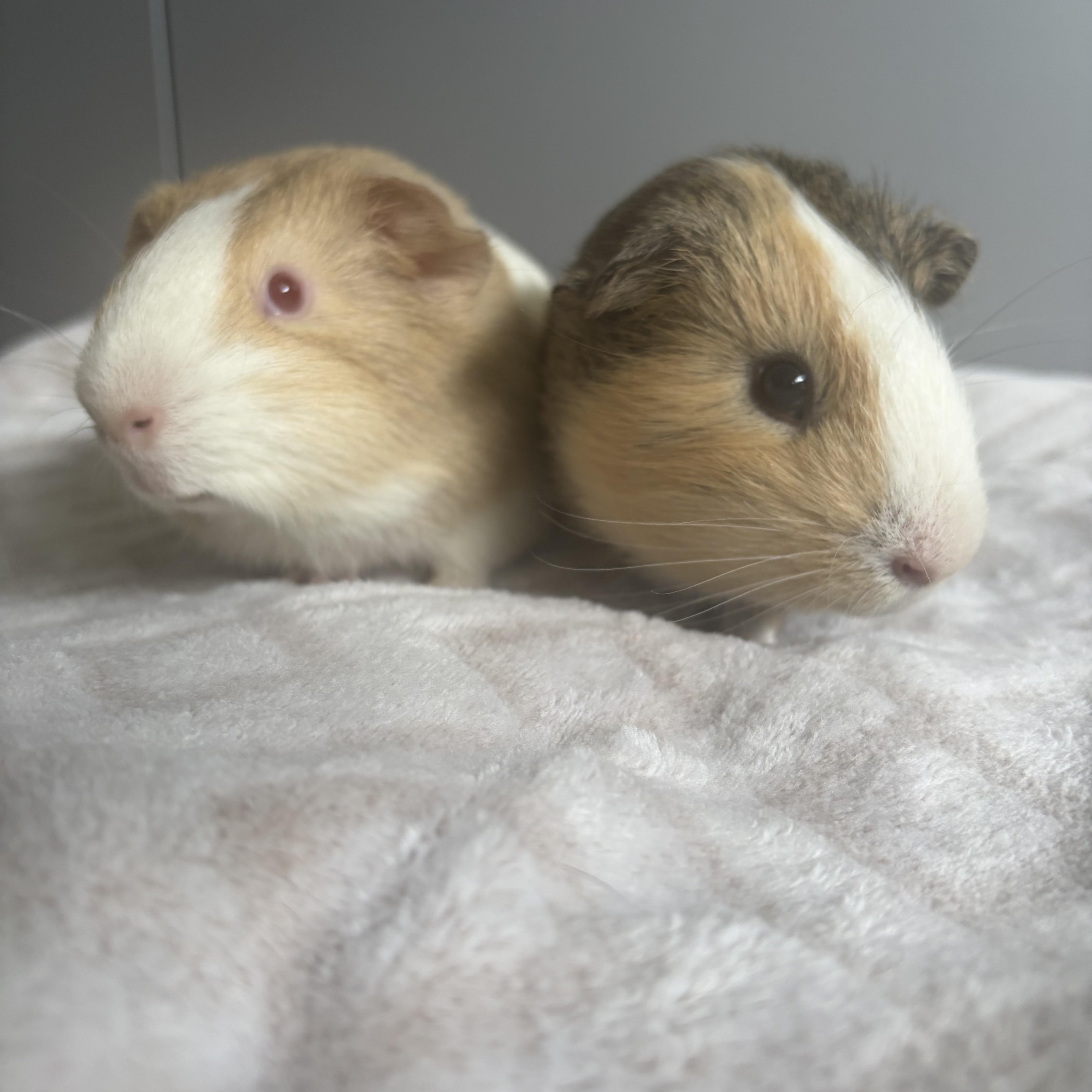 Clark and Lex, a ADOPTABLE Guinea Pig in Walnut Grove, CA image 6/6