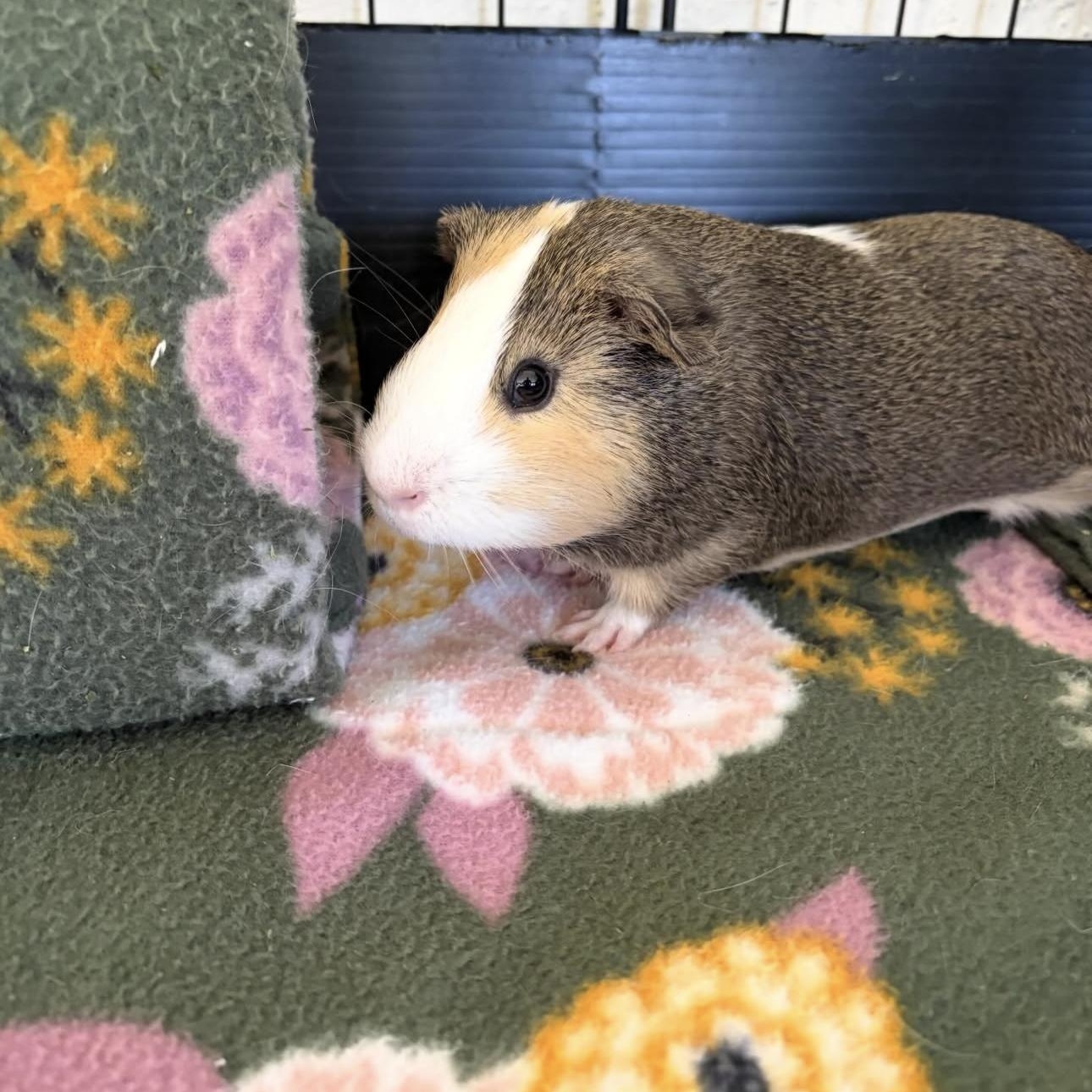 Clark and Lex, a ADOPTABLE Guinea Pig in Walnut Grove, CA image 4/6