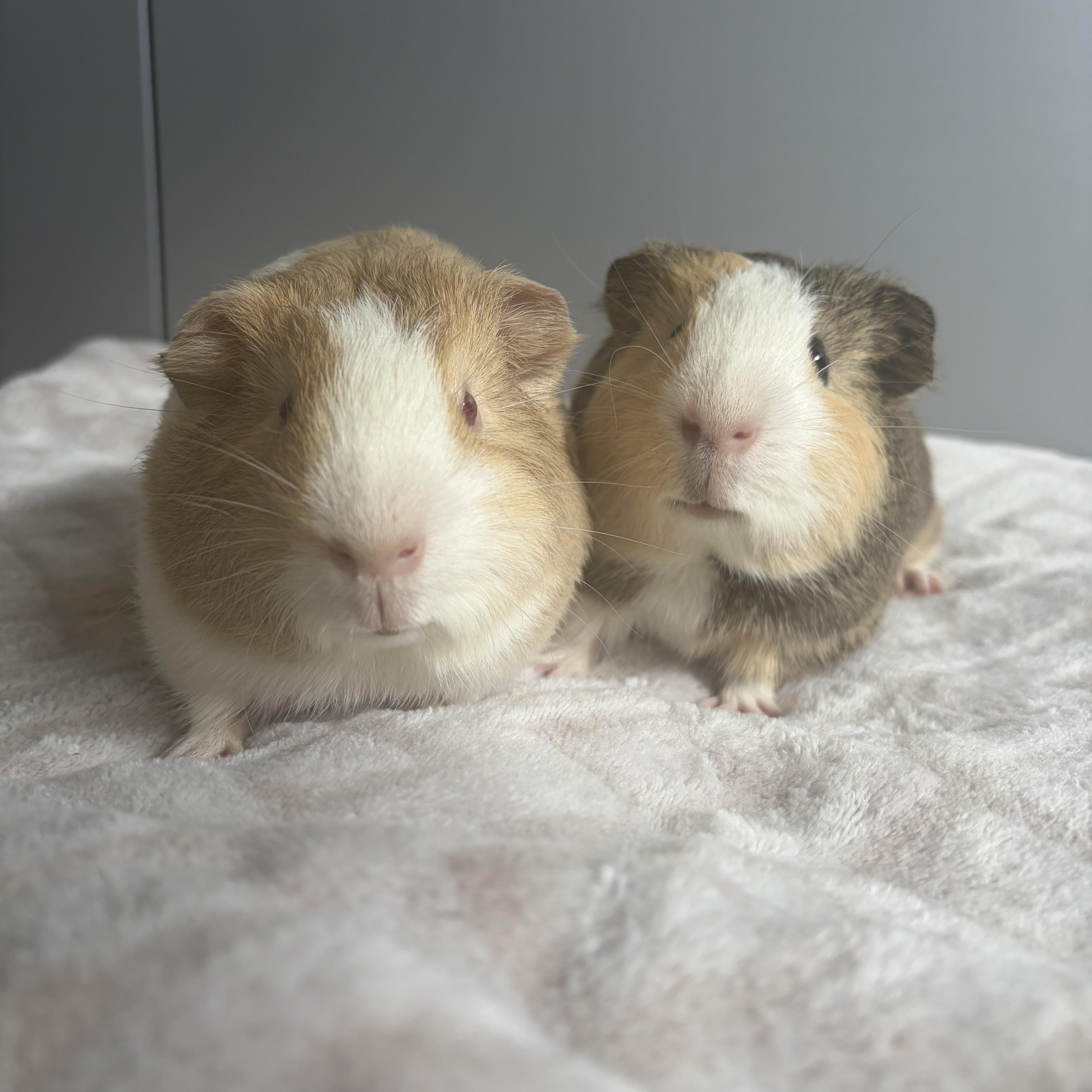 Clark and Lex, ADOPTABLE, Young Male Guinea Pig.