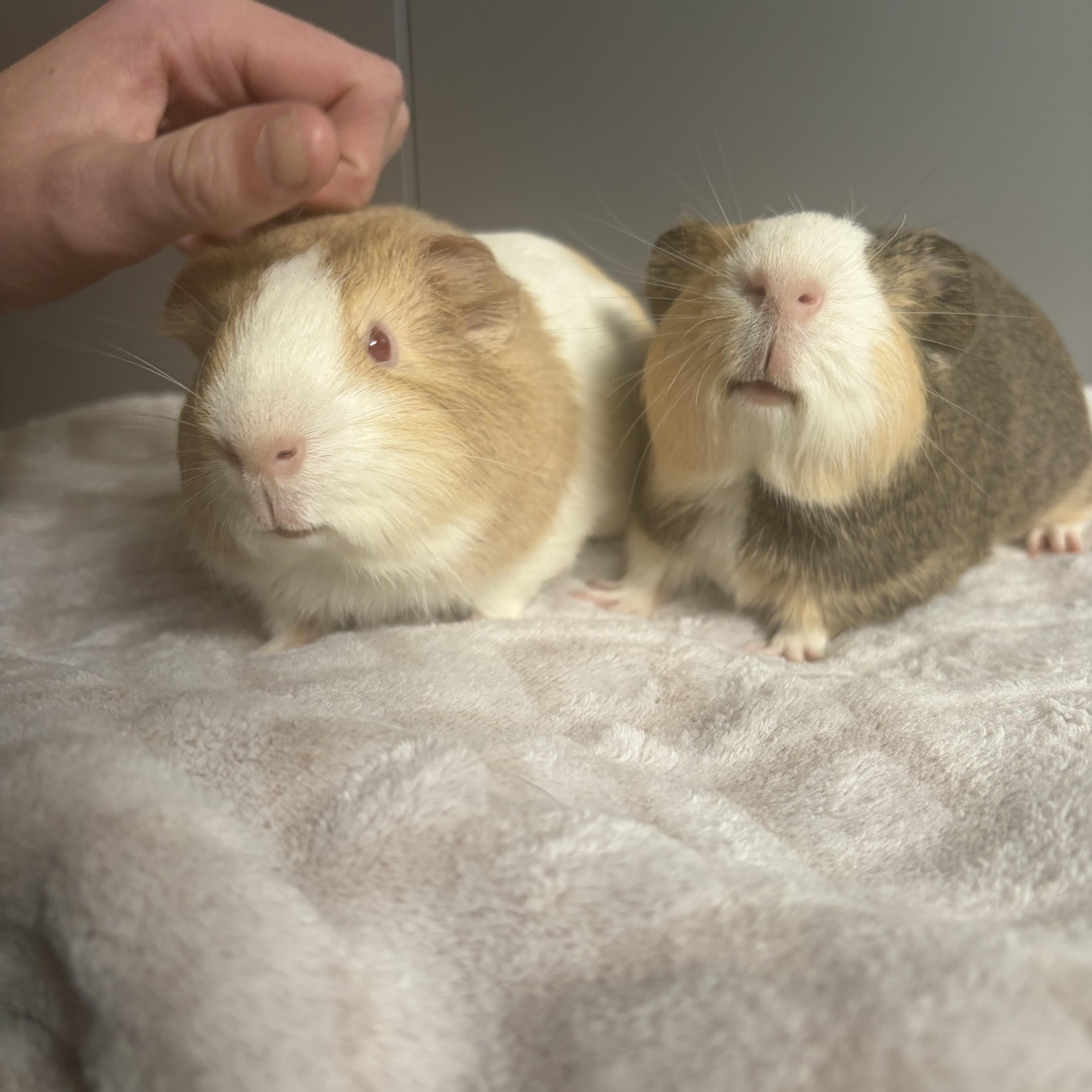 Clark and Lex, a ADOPTABLE Guinea Pig in Walnut Grove, CA image 5/6
