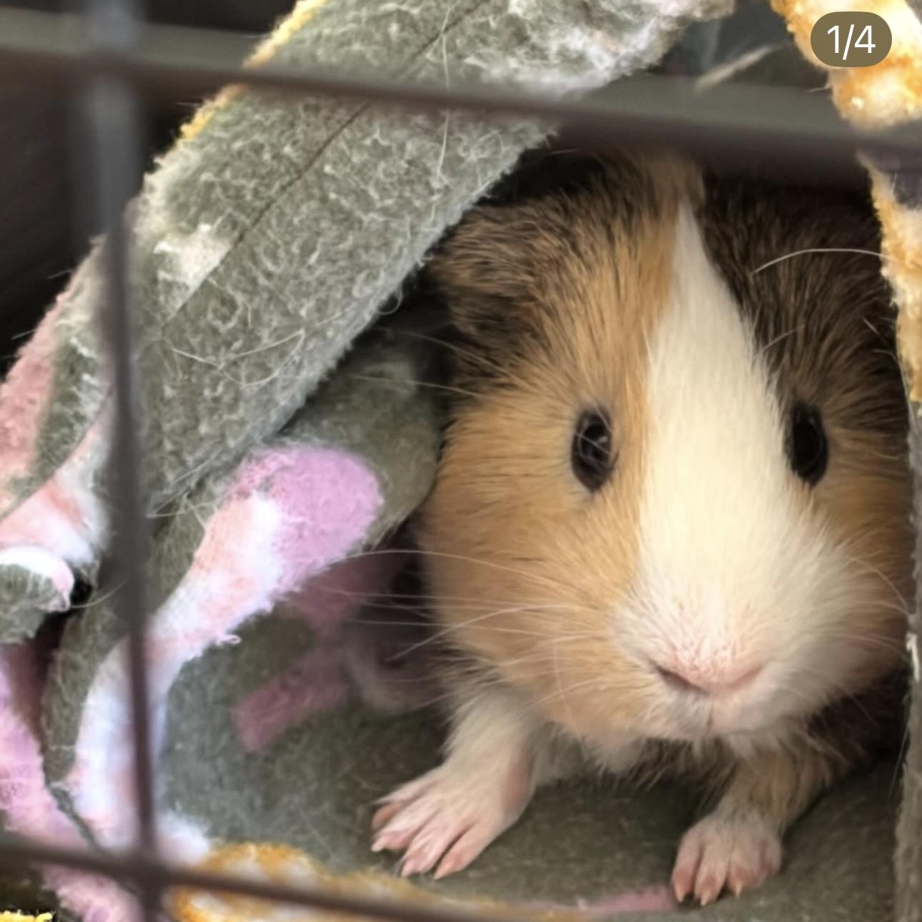 Clark and Lex, a ADOPTABLE Guinea Pig in Walnut Grove, CA image 2/6