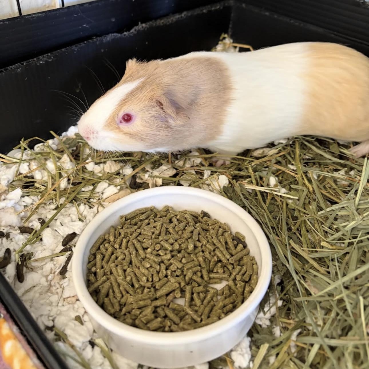 Clark and Lex, a ADOPTABLE Guinea Pig in Walnut Grove, CA image 3/6