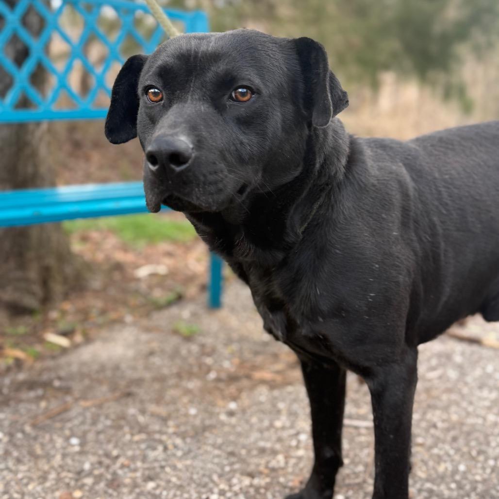 Enlarge Shady, a Adoptable mixed breed in Monroeville, AL image 1/4
