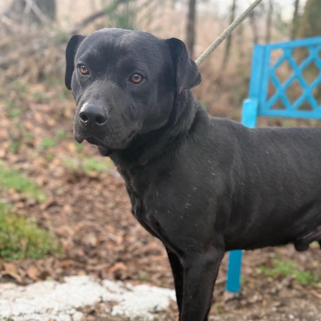 Enlarge Shady, a Adoptable mixed breed in Monroeville, AL image 3/4
