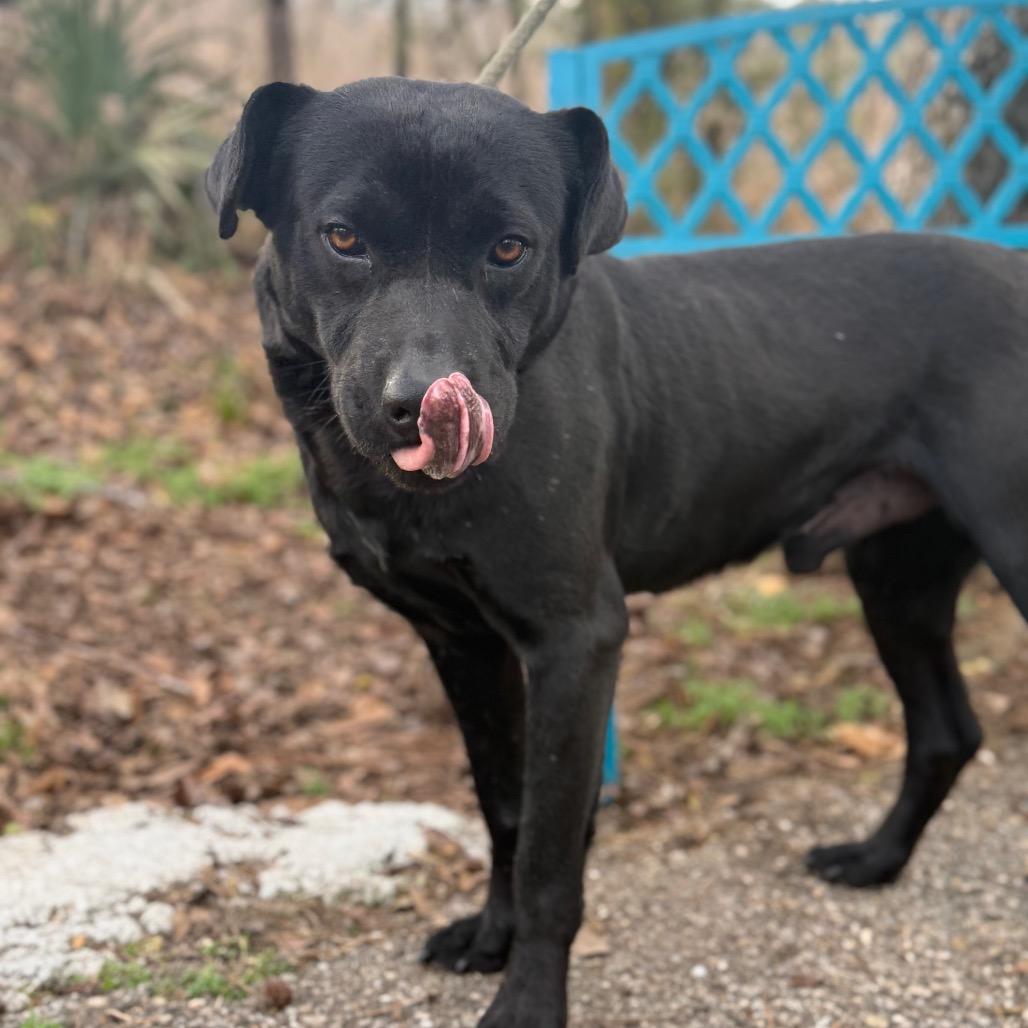 Enlarge Shady, a Adoptable mixed breed in Monroeville, AL image 4/4