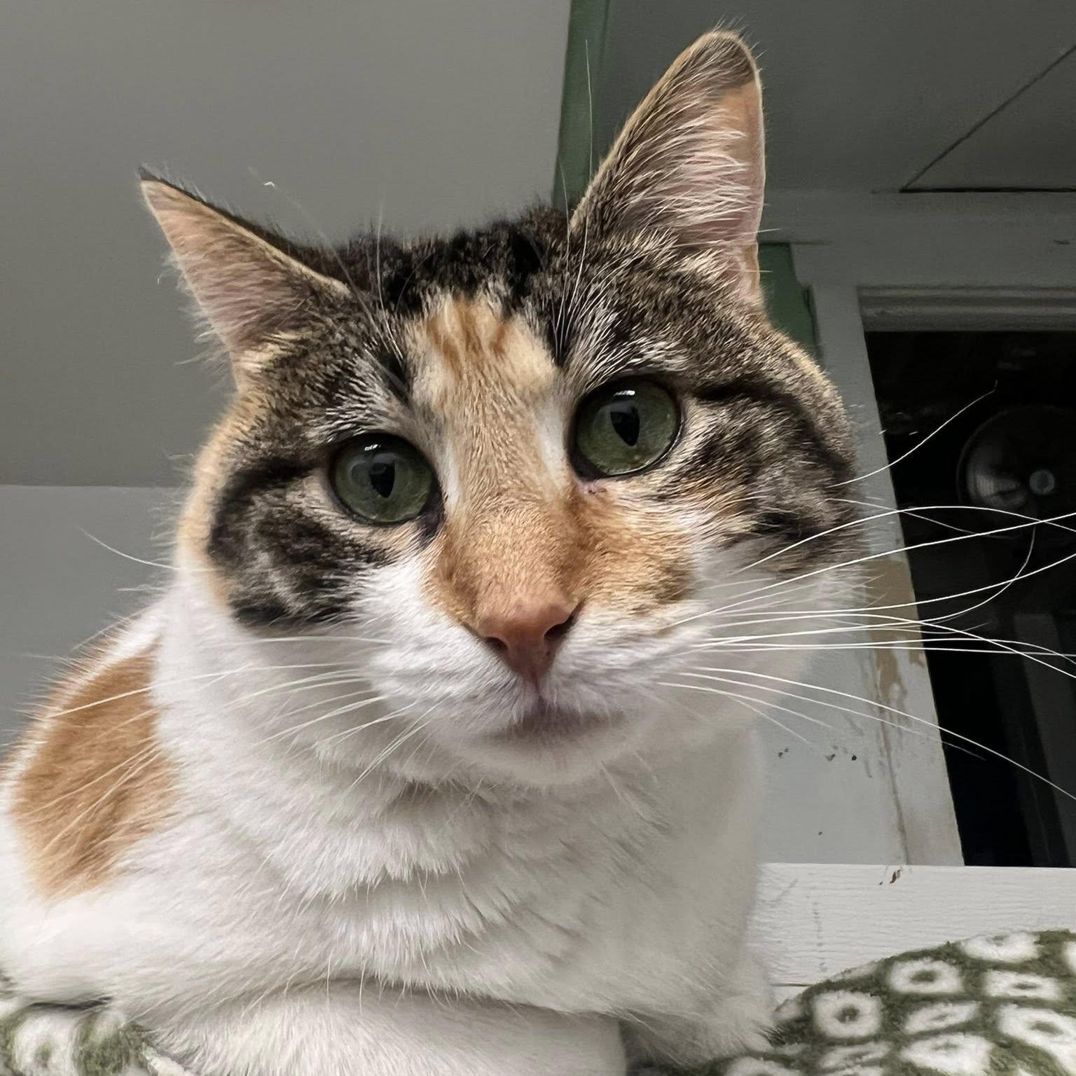 Enlarge Ulani, a Adoptable Calico in Albany, NY image 5/5
