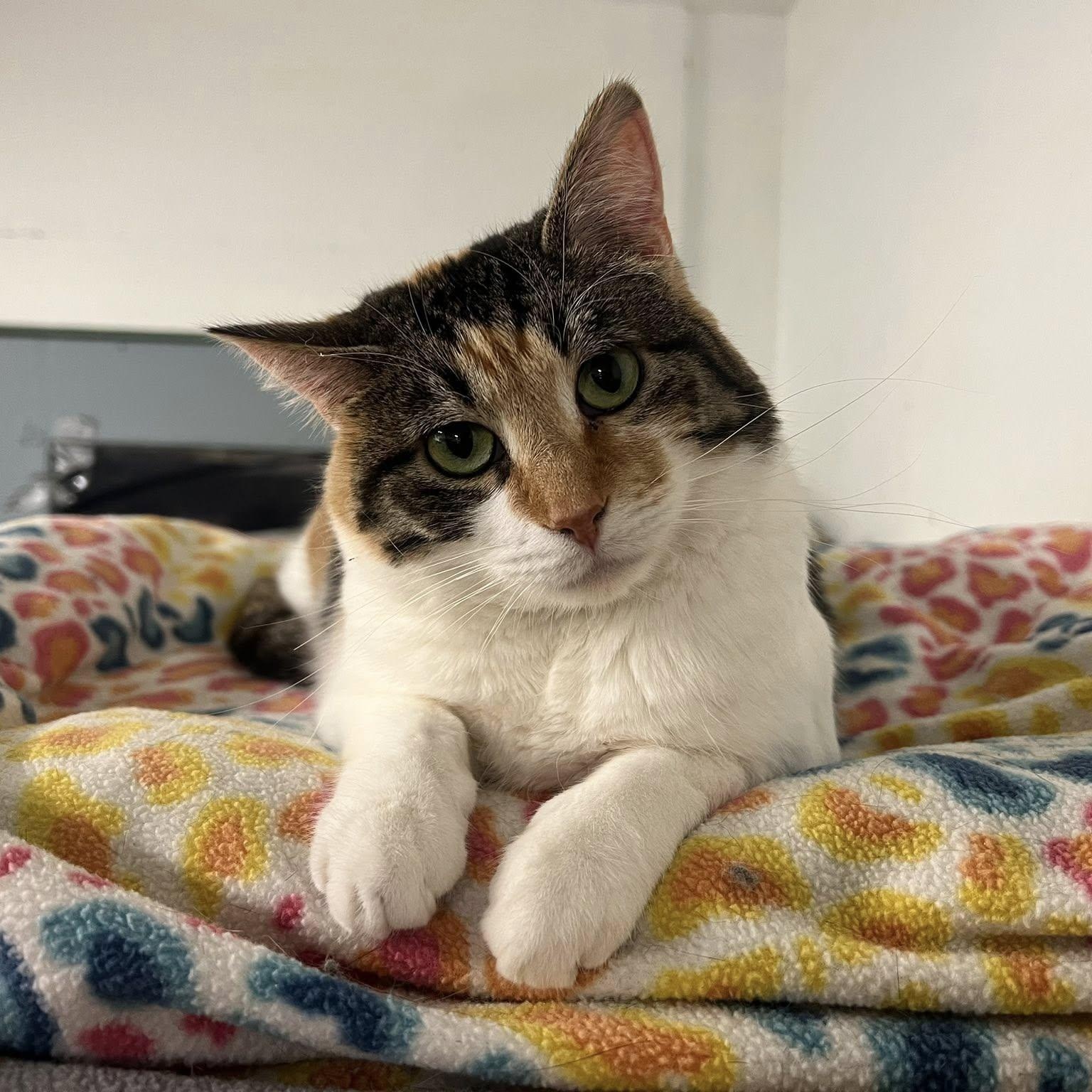 Enlarge Ulani, a Adoptable Calico in Albany, NY image 2/5