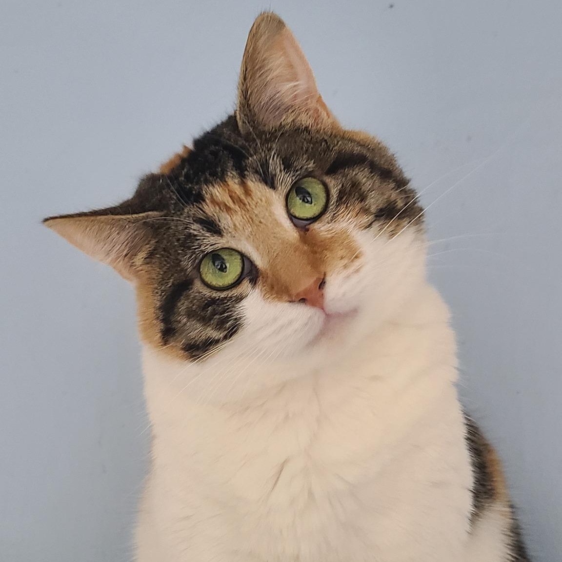 Enlarge Ulani, a Adoptable Calico in Albany, NY image 1/5