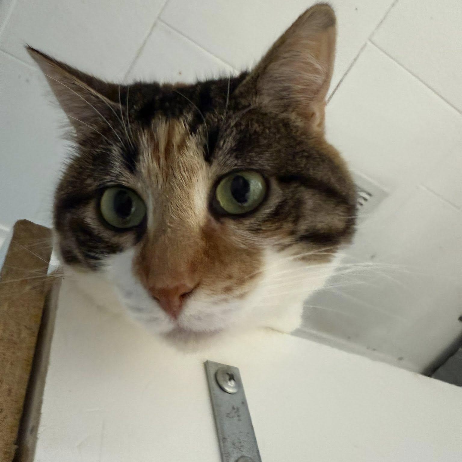 Enlarge Ulani, a Adoptable Calico in Albany, NY image 4/5