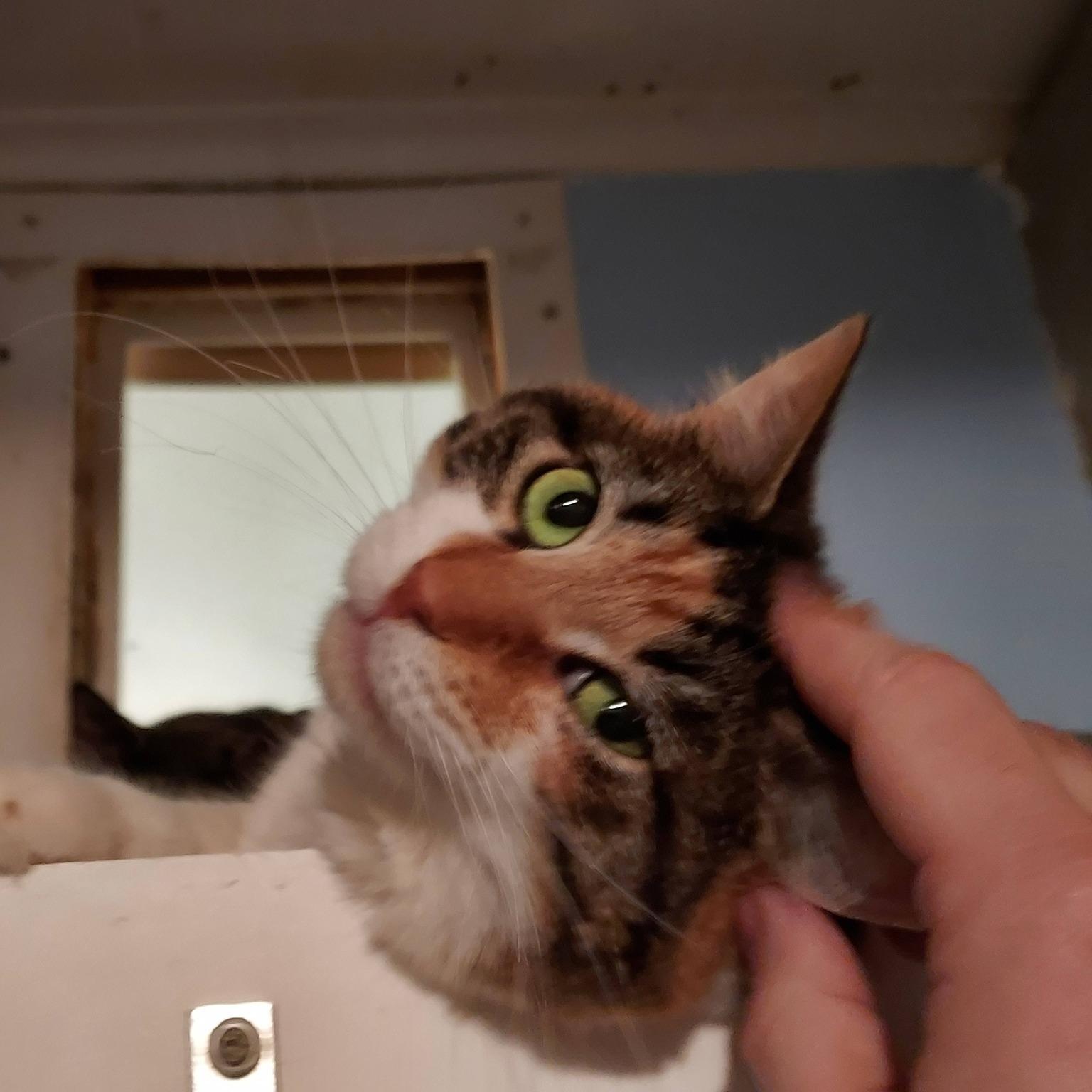 Enlarge Ulani, a Adoptable Calico in Albany, NY image 3/5