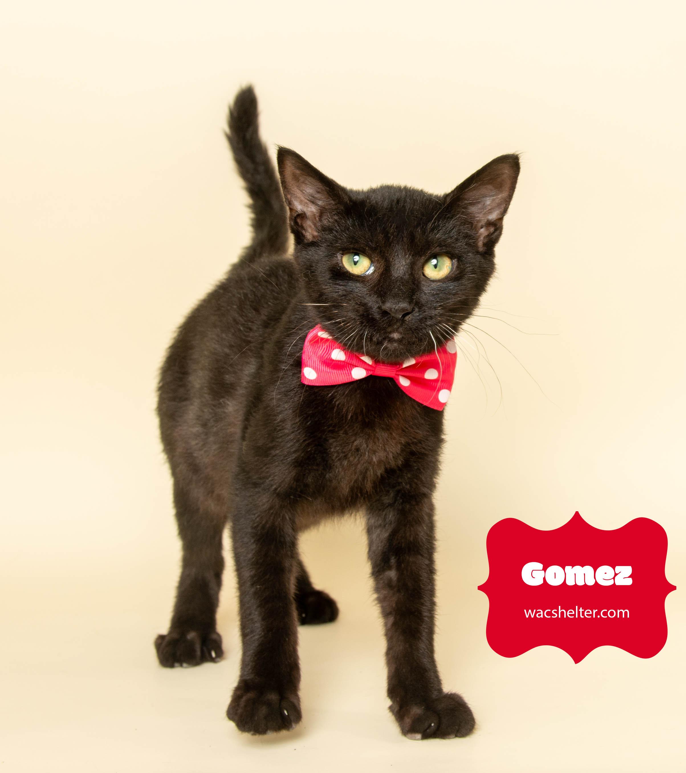GOMEZ (Abandoned)