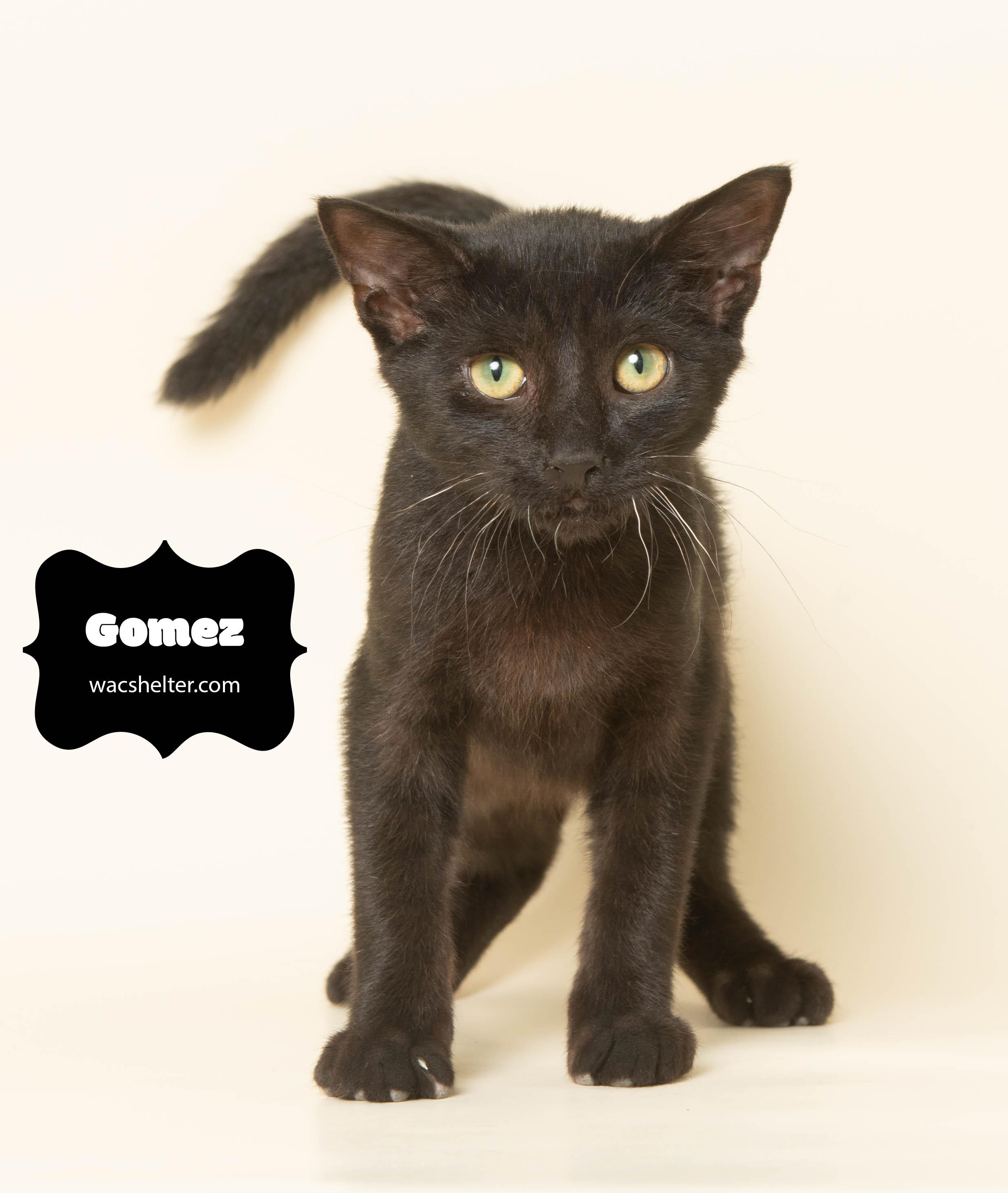 GOMEZ (unstoppable cuddler), Adoptable, Young Male Domestic Short Hair.