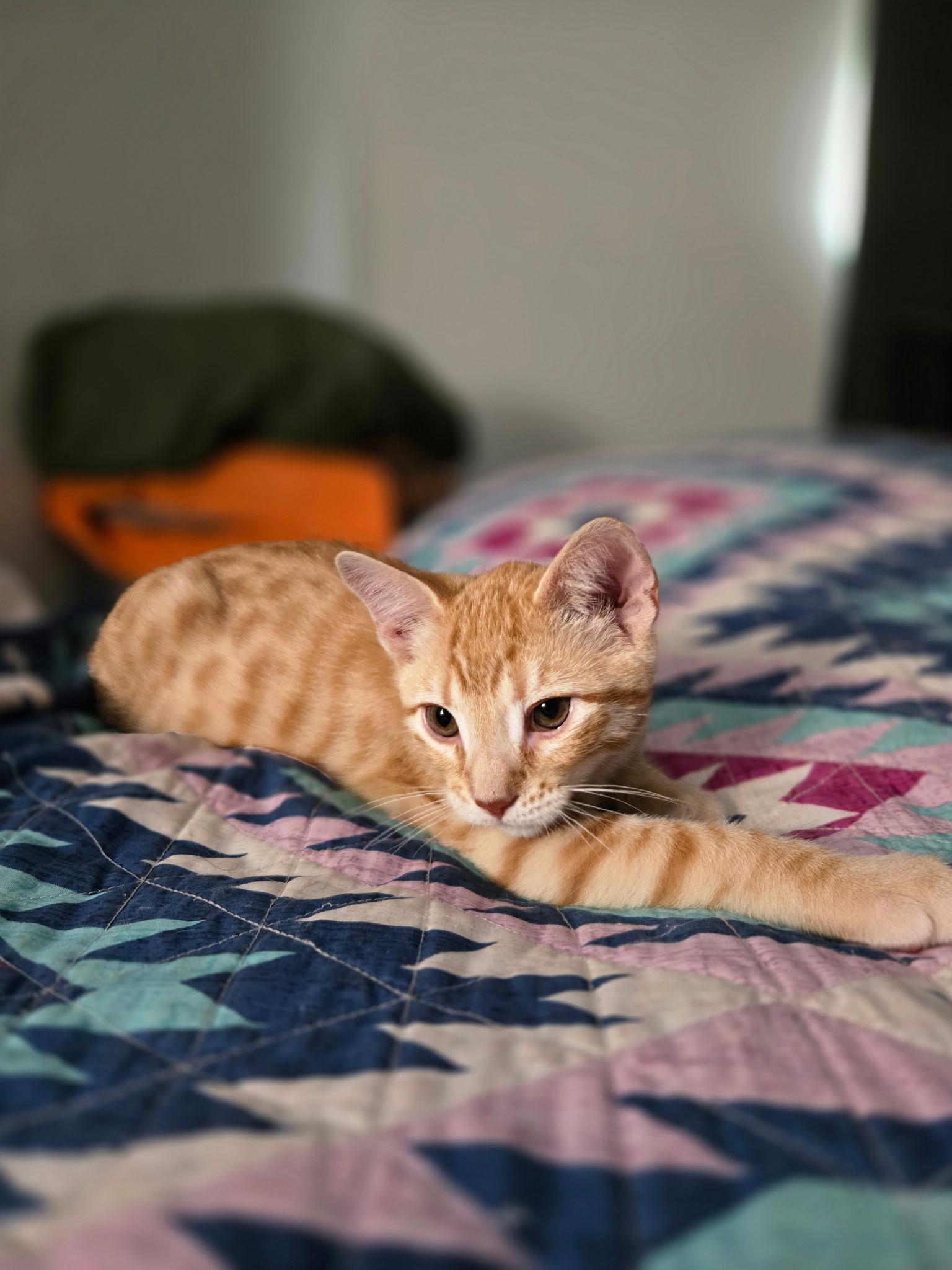 Enlarge Anakin, a ADOPTABLE Domestic Short Hair in Pocatello, ID image 4/4