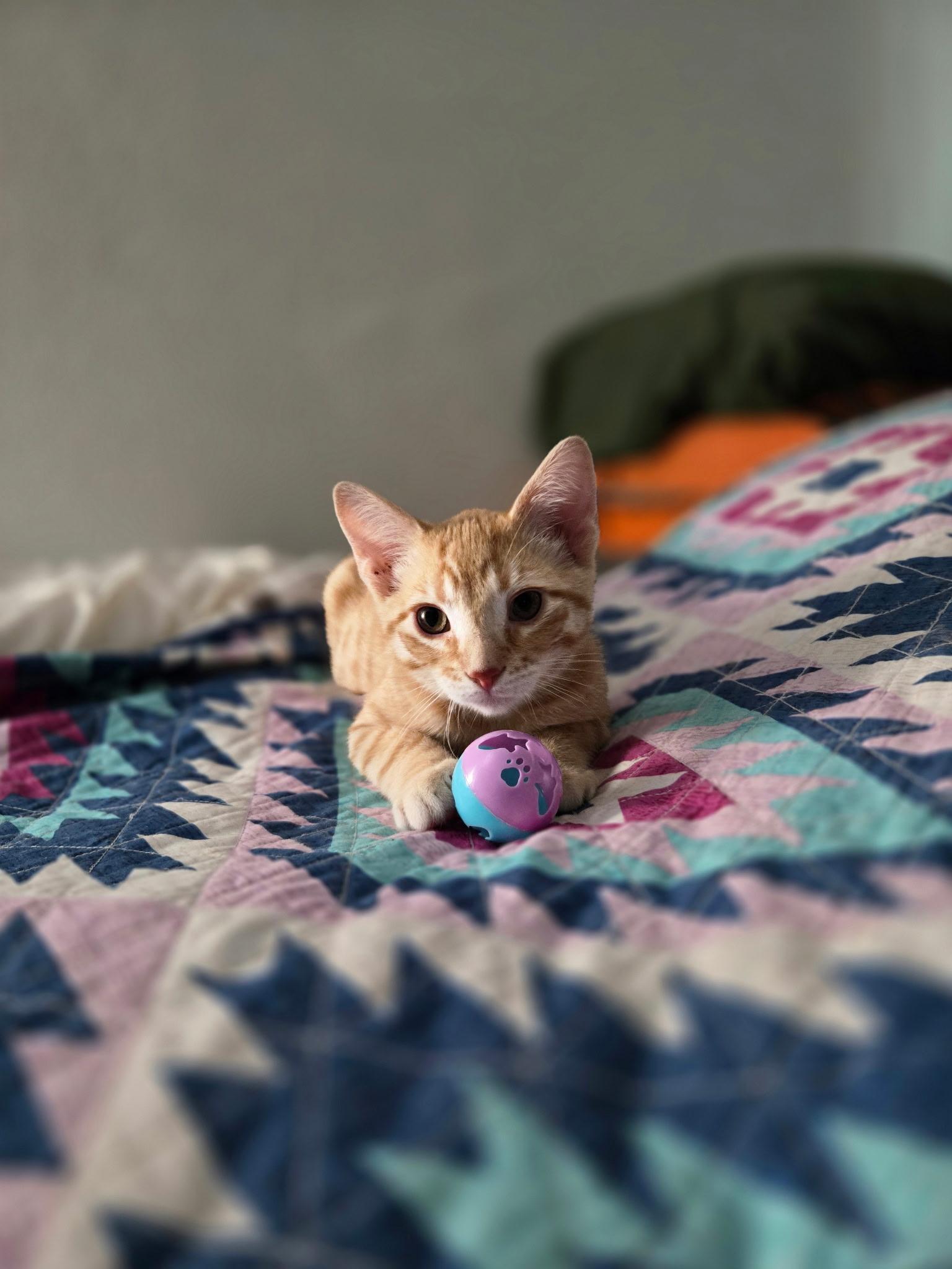 Enlarge Anakin, a ADOPTABLE Domestic Short Hair in Pocatello, ID image 2/4